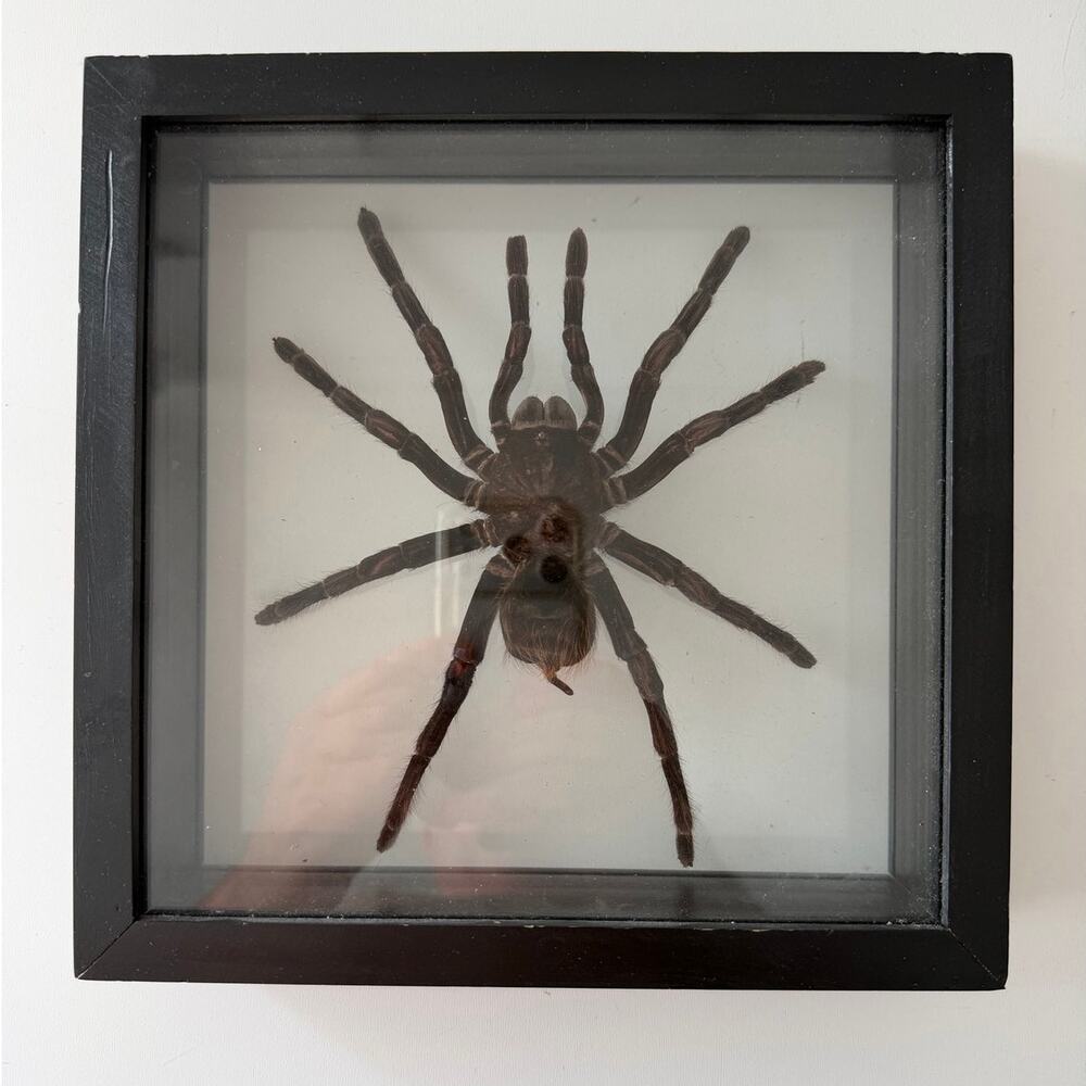 Real Spider Tarantula Taxidermy Mounted Specimen Insect Framed Insect 3D Case